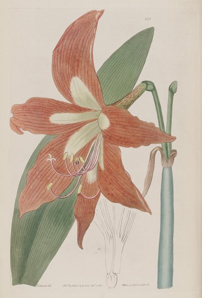 Hippeastrum striatum 作： Botanical Register